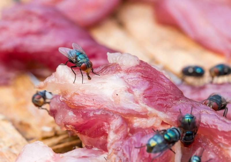 shortest lifespan animal - Houseflies