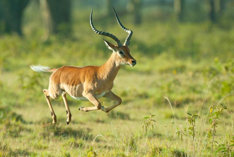 animal jump - Impala 