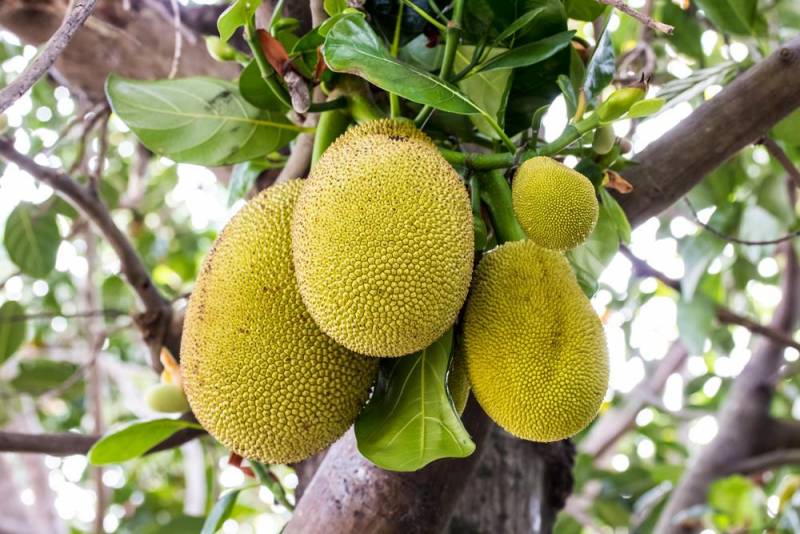 exotic fruits - Jackfruit