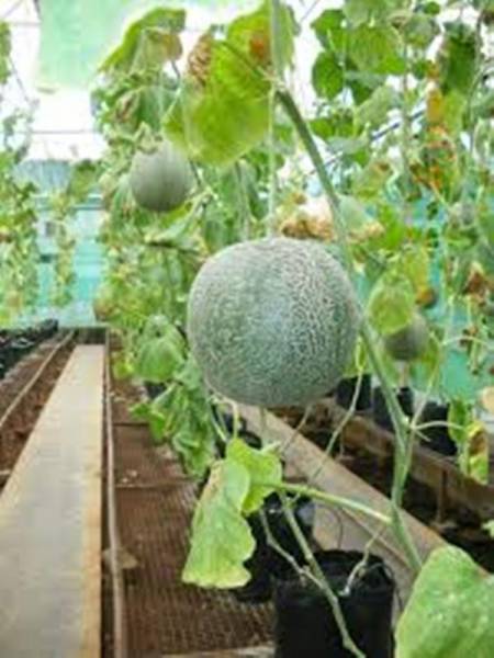 Types of melon - Jade Dew Melon