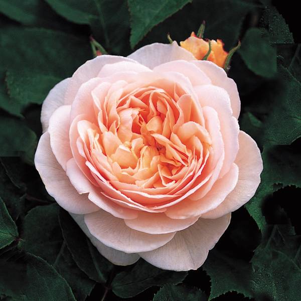 most expensive flower - Juliet Rose - image: davidaustinroses.co.uk