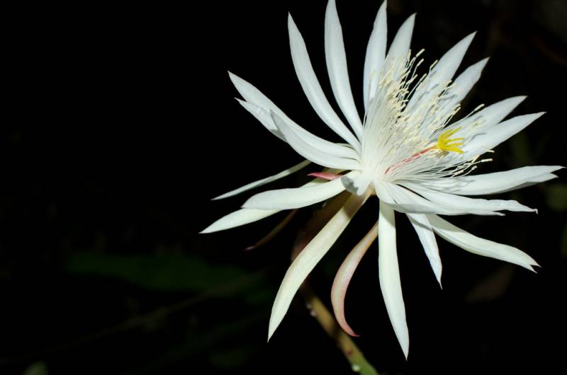 most expensive flower - Kadupul - image; boomastis.com