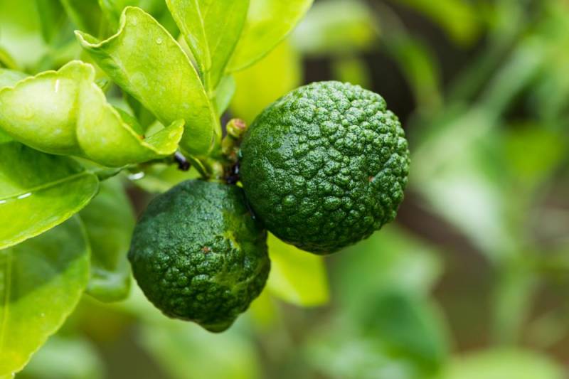 exotic fruits - Kaffir Lime
