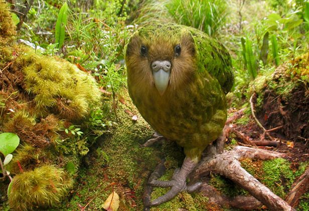 animal noises - Kakapo - Image: Wired.com