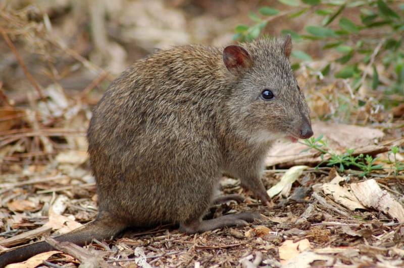 animal jump - Kangaroo Rat 
