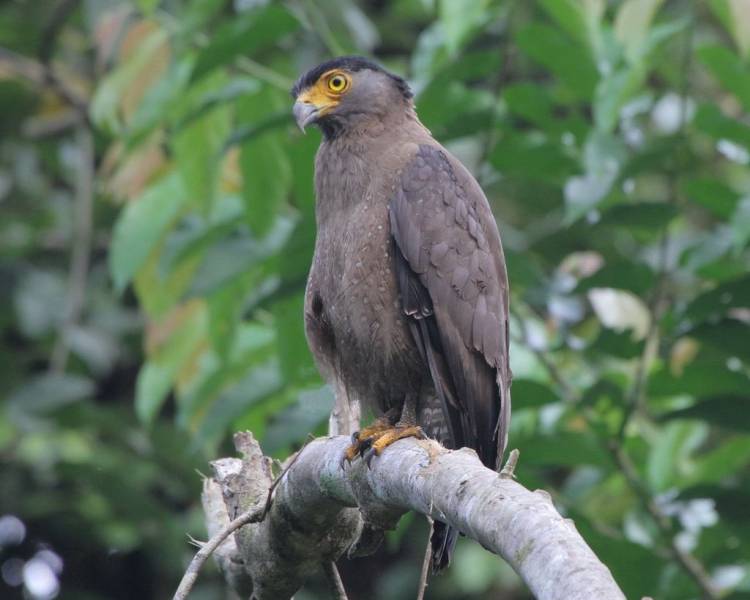 types of eagles Kinabalu Serpent-Eagle