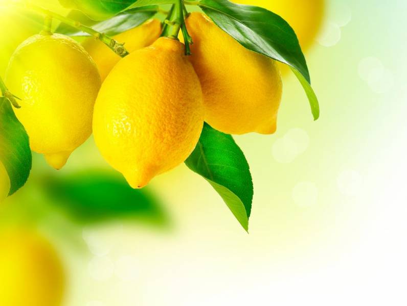 growing plants indoors - Lemon
