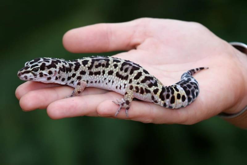 Leopard Gecko Weird Pet