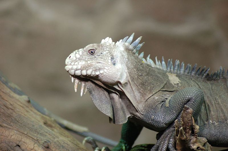 Rainforest Animals-Lesser Antillean Iguana 