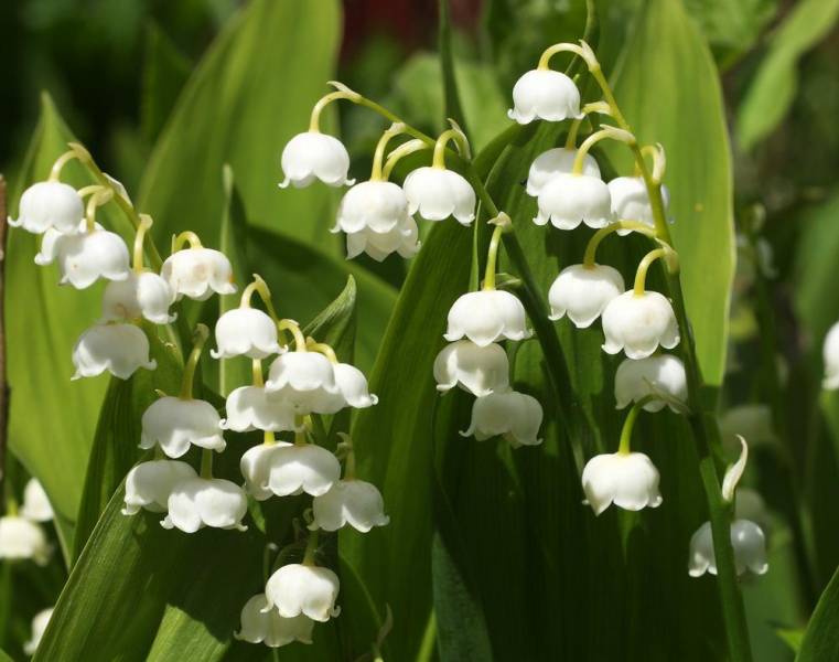 most expensive flower - Lily of The Valley