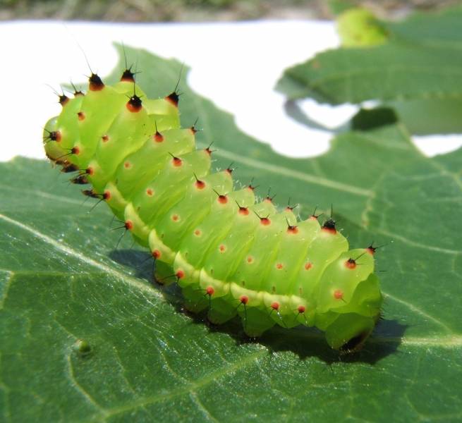 Types of Caterpillars - Luna Moth Caterpillar