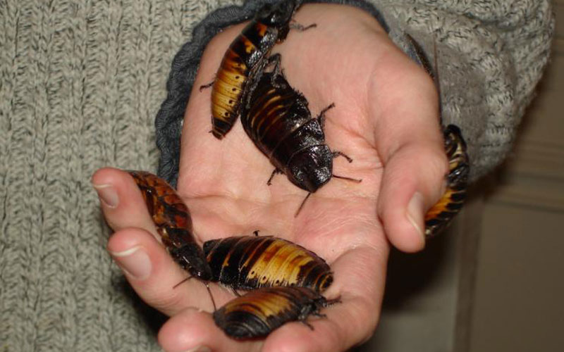 Madagascar Cockroach Weird Pet