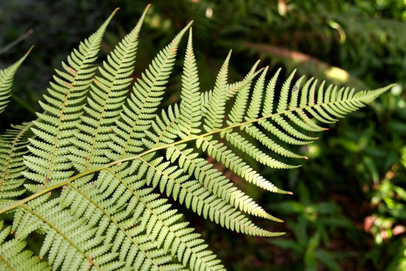 Types of Ferns - Man fern