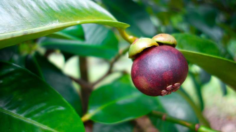 exotic fruits - Mangosteen