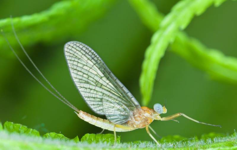 shortest lifespan animal - Mayflies