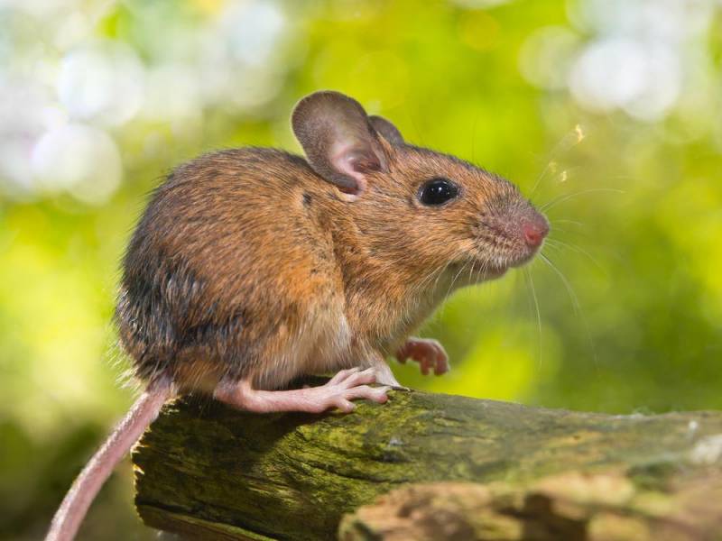 deadliest animals - Mice