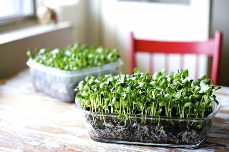 indoor growing - Microgreens - image: cravinggrens.com