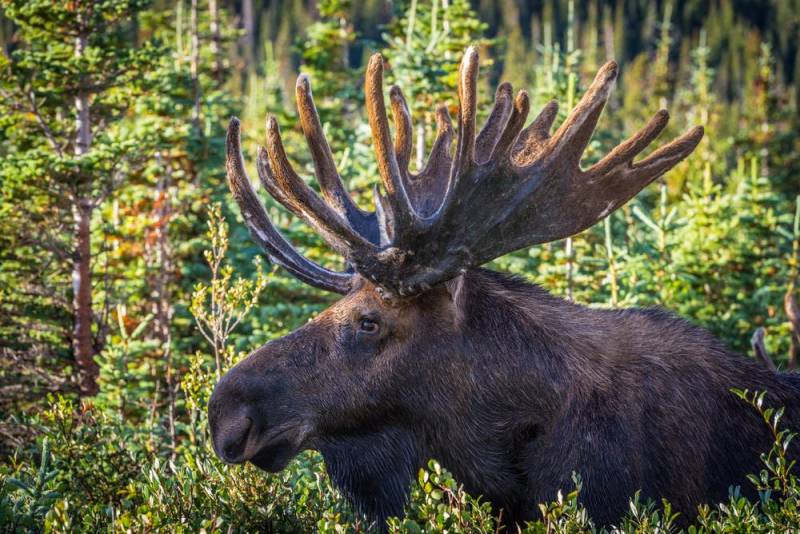 deadliest animals - Moose