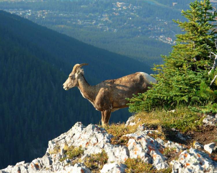 animal jump - Mountain Goat