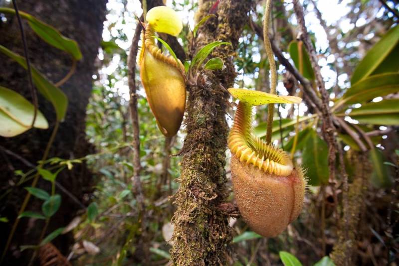 carnivorous plants - Nepenthes
