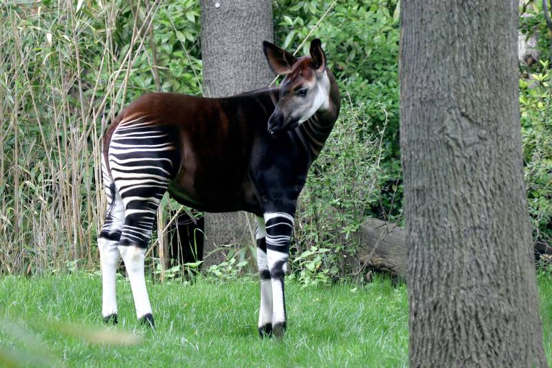 Rainforest Animals -Okapi