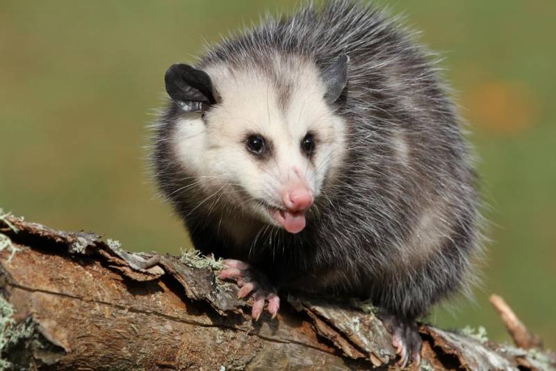  stinky animal - Opossum