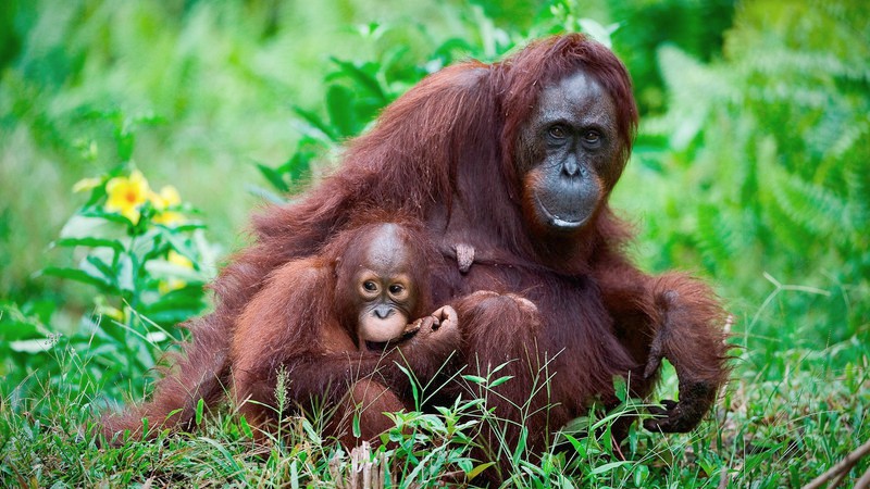  Rainforest Animals-Orangutan