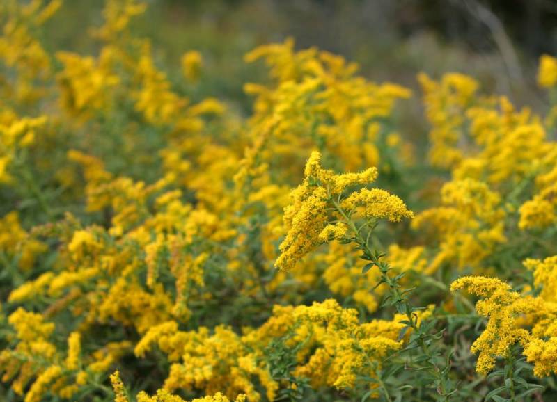 rare plants - Ouachita Golden Rod - Images: Shutterstock