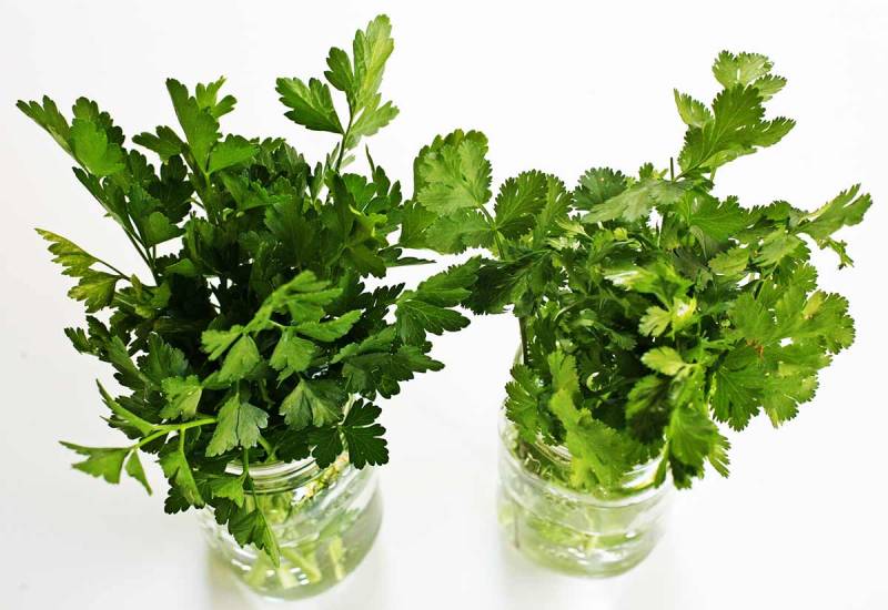 growing plants indoors - Parsley - image: simplyrecipes.com