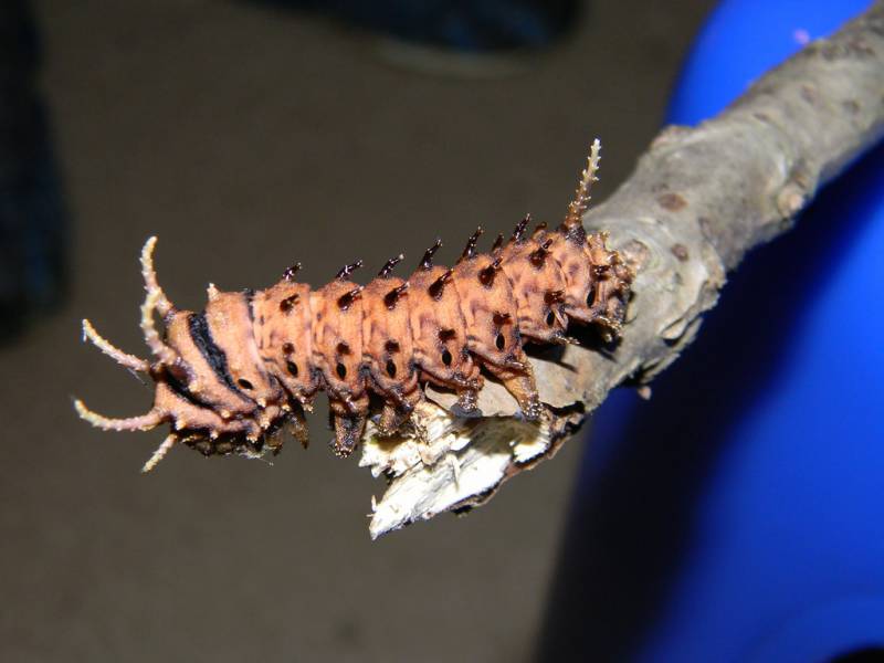 Types of Caterpillars - Pine Devil Caterpillar