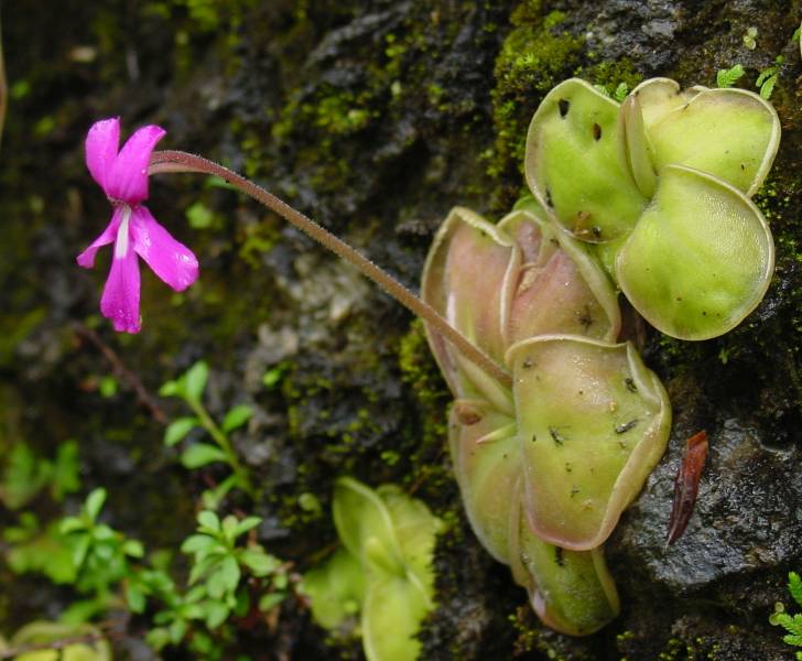 carnivorous plants - Pinguicula - images : wikipedia.org