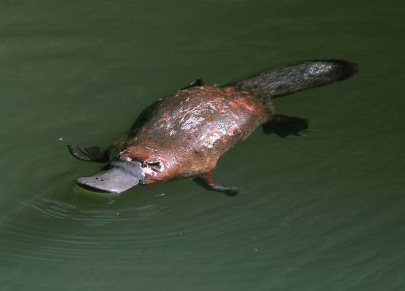 deadliest animals - Platypus