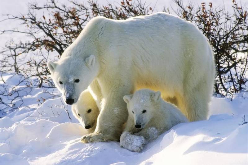 deadliest animals - Polar Bear