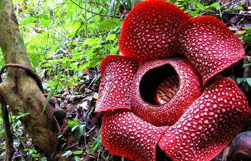 rare plants - Rafflesia - Images: indonesia-tourism.com
