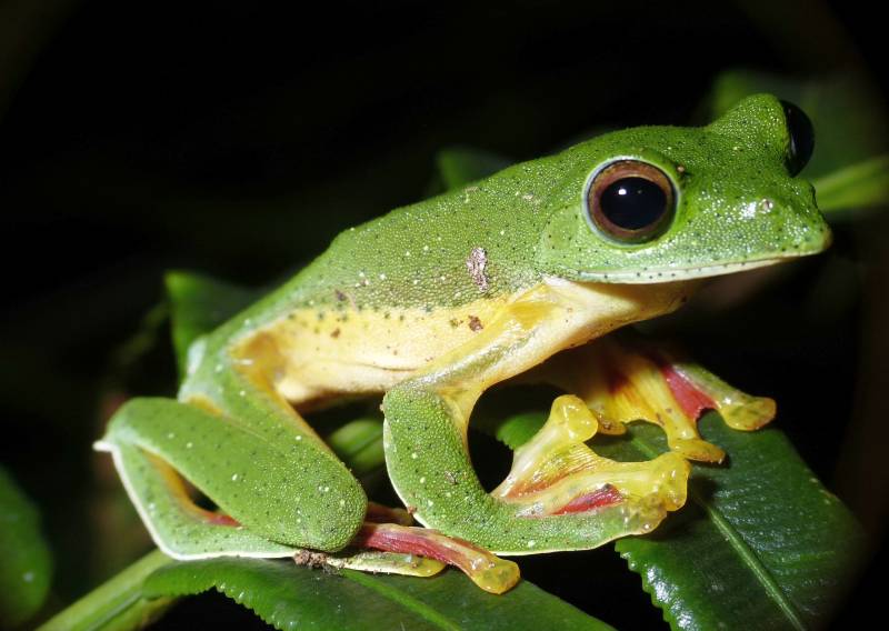 Rainforest Animals-Wallace’s Flying Frog