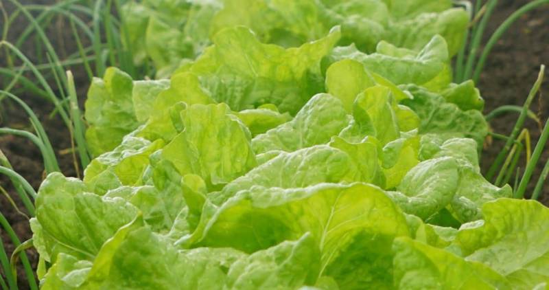growing plants indoors - Salad Greens - image: nwedible.com