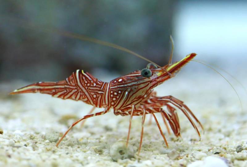 shortest lifespan animal - Salt Water Shrimp