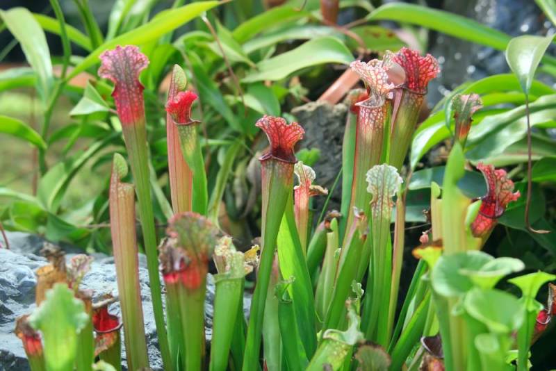 carnivorous plants - Sarracenia, or the North American Pitcher plant