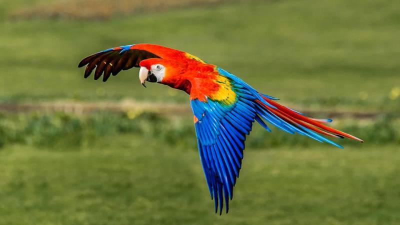 Rainforest Animals-Scarlet Macaw
