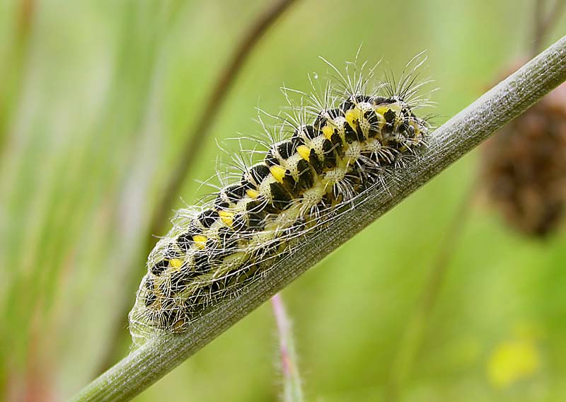 Types of Caterpillars - Six Spot Burnet