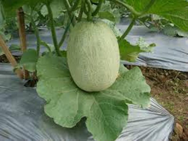Types of melon - Sky Rocket Melon