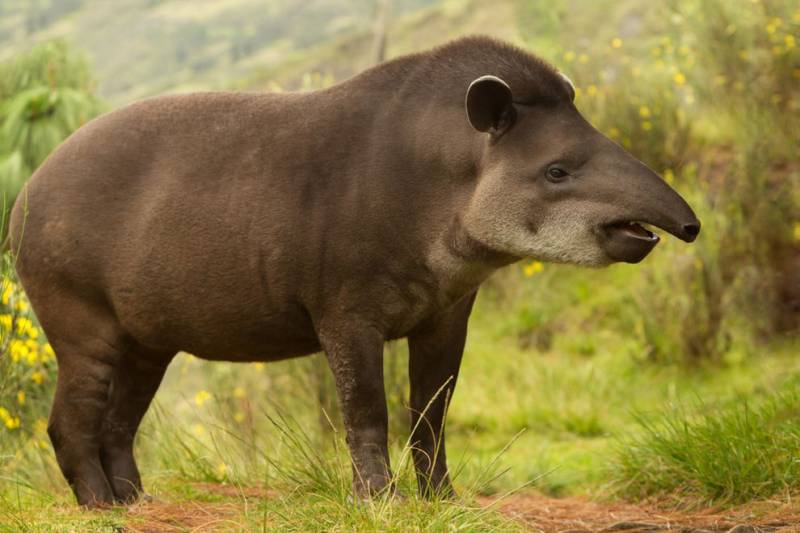 Rainforest Animals-Tapir
