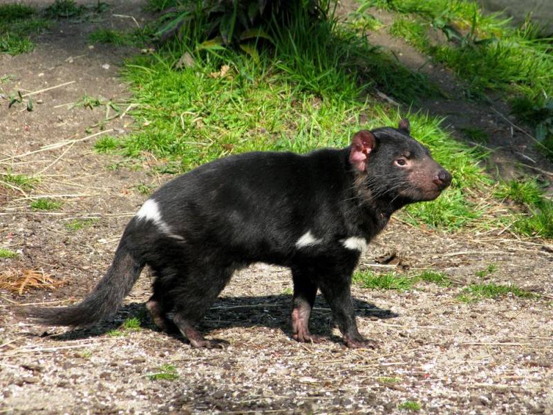  stinky animal -Tasmanian Devil