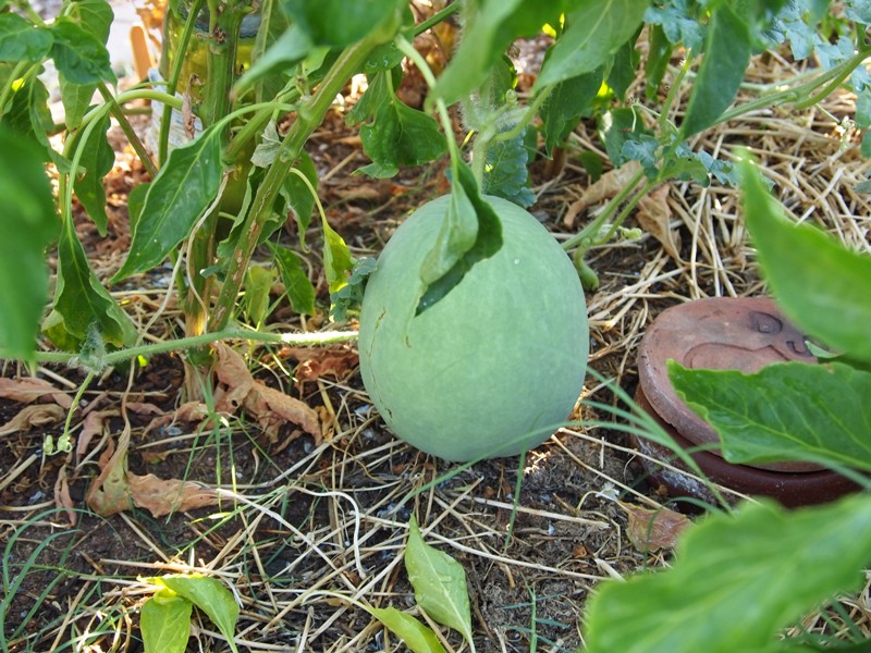 Types of melon - Ten Me Melon