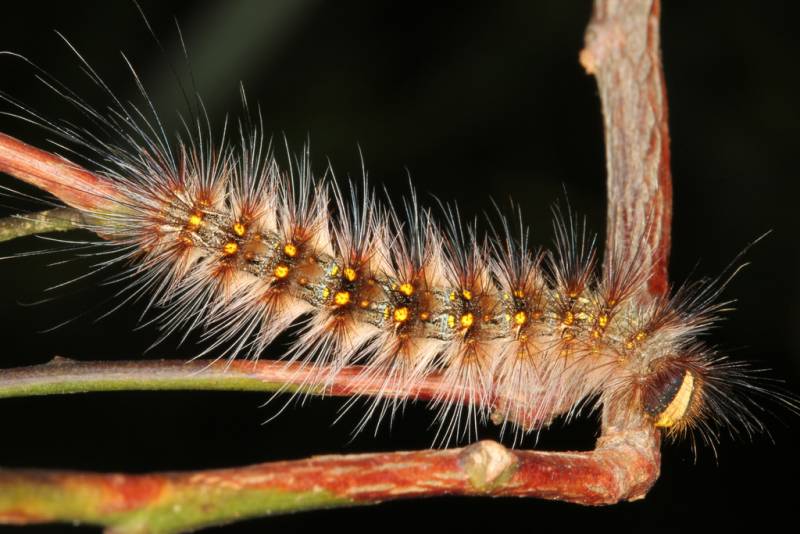 Types of Caterpillars - The Bag Shelter Caterpillar