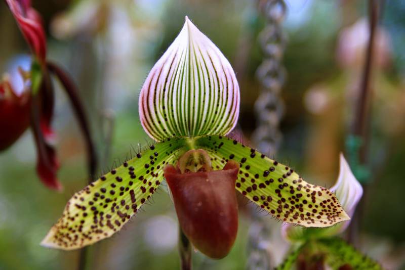 most expensive flower - The Gold of Kinabalu Orchid - image: flickr.com