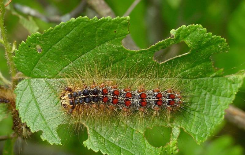 Types of Caterpillars - The Gypsy Moth Caterpillar