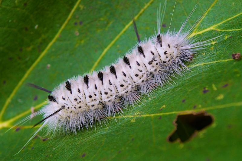 Types of Caterpillars - The Hickory Tussock Caterpillar