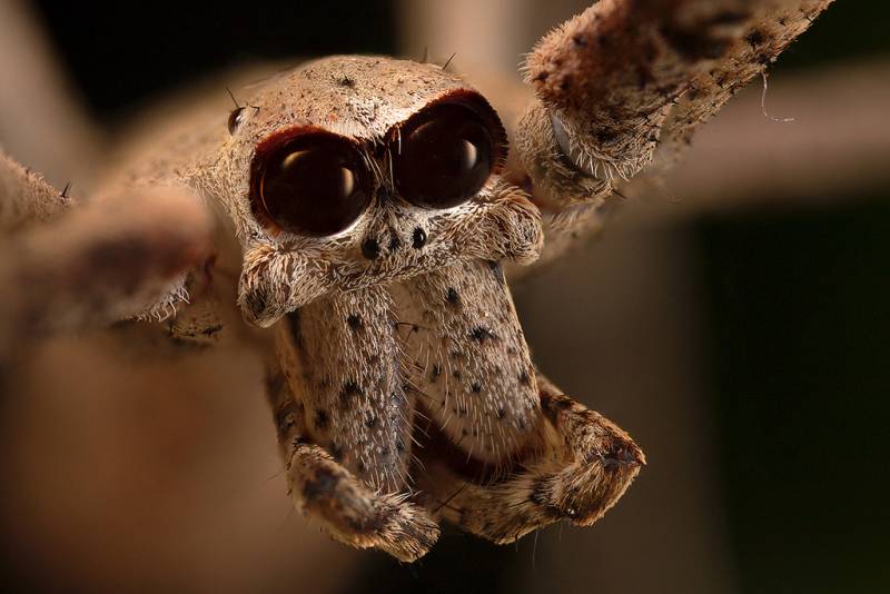 The Ogre Faced Spider