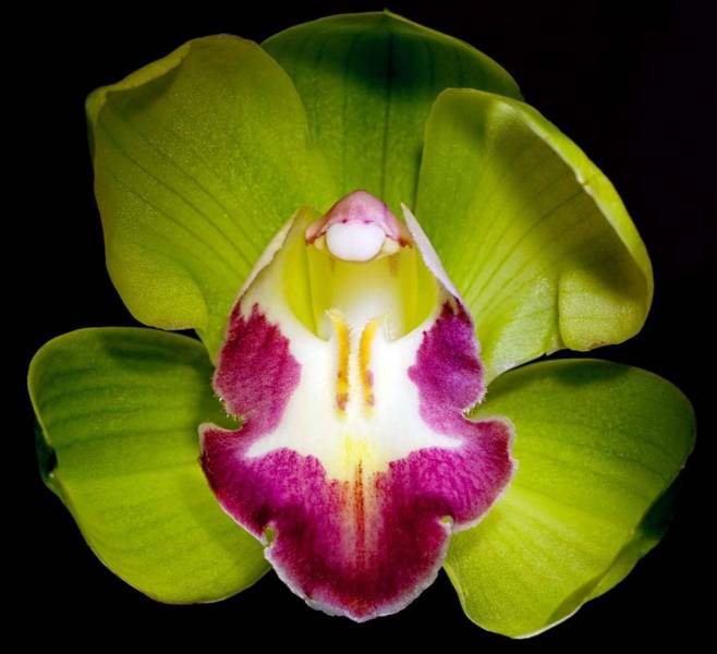 most expensive flower - The Shenzhen Nongke Orchid - image: homestylediary.com